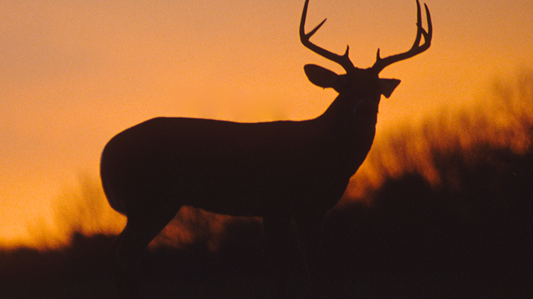 deer_hunter_specials.jpg