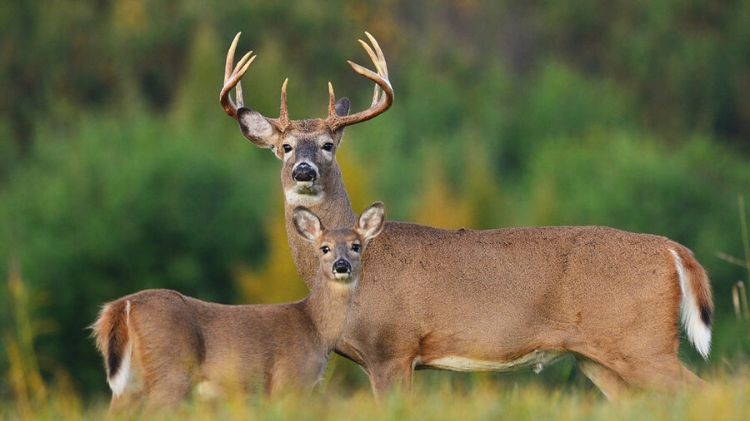 Midday Deer Camp